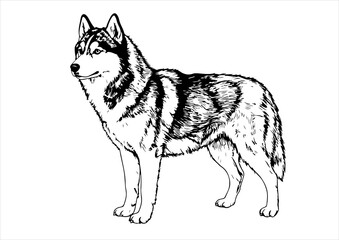 Fototapeta premium animal, illustration, dog, husky, isolated, drawing, design, vector, head, engraving, sketch, siberian, art, graphic, background, cute, wolf, print, hand, character, engraved, black, nature, vintage, 