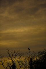 aves en un árbol