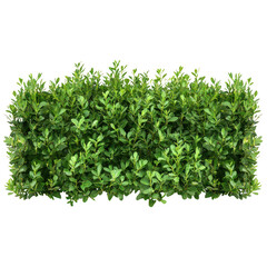 Fototapeta premium A dense green hedge with small oval leaves isolated on transparent background