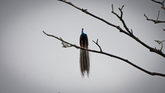 peacock on a branch