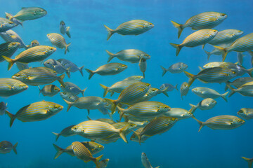 School of sarpa salpa in the mediterranean sea