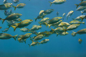 School of sarpa salpa in the mediterranean sea