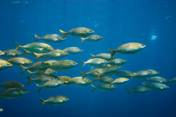 School of sarpa salpa in the mediterranean sea