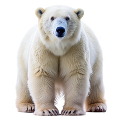 polar bear isolated on white