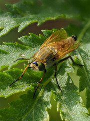 Fliege