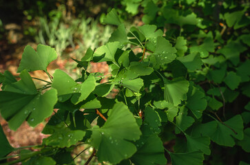 Wet green branches of Ginkgo biloba with raindrops. Healing tree. Blurred nature background. Summer...