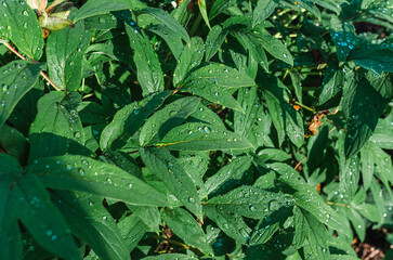 Large raindrops on green peony leaves after rain. Image for natural touch to any project. Rainy...