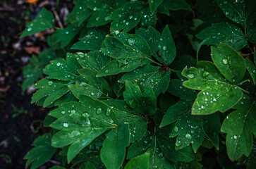 Shiny raindrops on green peony leaves after rain on blurred dark background. Natural touch to any project. Rainy leaves.