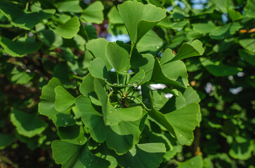 Bright light green branches of Ginkgo biloba with raindrops. Medicinal tree. Tea from depression with Ginkgo biloba. Summer view.