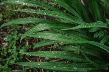 Close-up of green bent thin long leaves during rain. Splashing drops. Rainy weather concept. Wet...