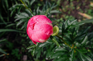 Close-up view of unopened light pink peony bud with raindrops on bush with green leaves....