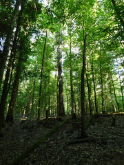 Fototapeta premium forest in the morning
