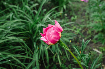 Close-up view of unopened light pink peony bud with delicate petals on bush with green leaves. Raindrops. Blurred background.