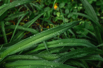 Close-up of green bent thin long leaves during rain. Splashing drops. Rainy weather concept. Wet...