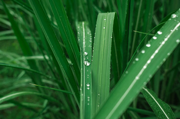 Macro of fresh bright green long leaf covered with raindrops, Shiny water drops. Natural blurred...