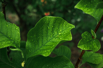 Raindrops on magnolia tree with large green leaves after flowering season. Selective focus. Leafy...