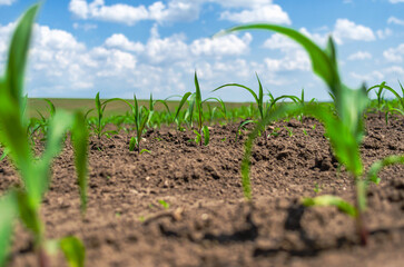 Selective focus of sweet corn in field, new sprouts of young corn growing on black soil. Dry soil...
