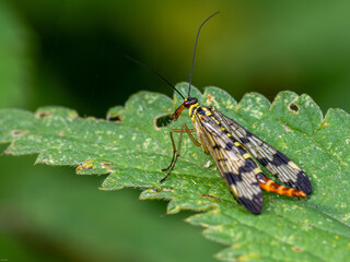 Skorpionsfliege