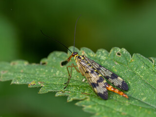 Skorpionsfliege