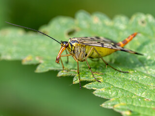 Skorpionsfliege