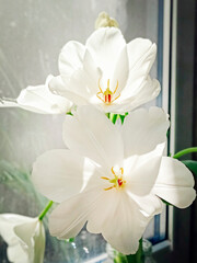 Close-up of blooming white tulips. Beautiful background with flowers.