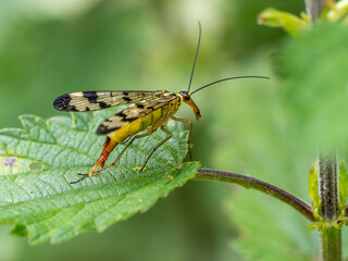 Skorpionsfliege