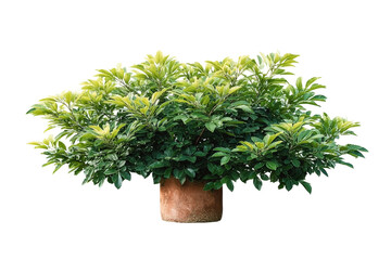[Transparent Background PNG]Potted Plant with Lush Green Foliage