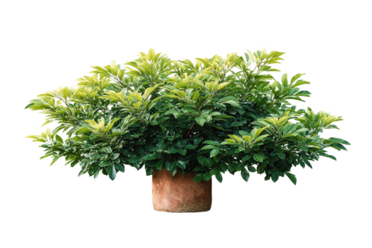 [Transparent Background PNG]Potted Plant with Lush Green Foliage