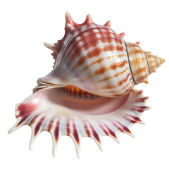 Obraz premium Striking Murex Seashell Vibrant Colors and Unique Texture