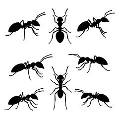 Set of hand drawn illustration of an ant.  sketch, realistic drawing, black and white. With different size, type, gesture, type. Vector illustration monochrome color.