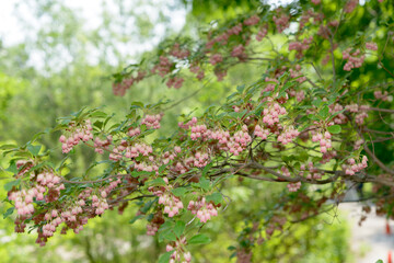 Enkianthus campanulatus