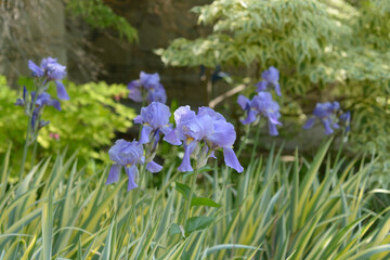 lavender-blue irises and green leaves with creamy yellow margins that fade to ivory