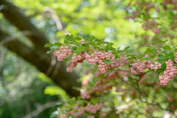 Enkianthus campanulatus