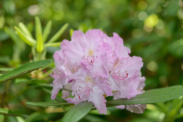 close-up of a delicate pink rhododendron blossom cluster with defocused background