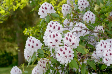 spotted white rhododendron shrub with many flower clusters in spring