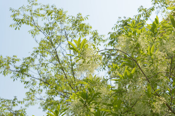 skyward glance at a fringe tree (Chionanthus virginicus), a small deciduous tree, on a blue sky