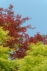 mixed green and maroon-colored Japanese maples (Acer palmatum) on a blue sky with space