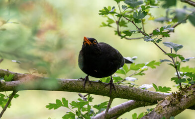 Blackbird posing on a branch in a tree