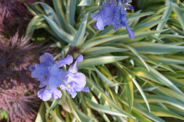 top down view of lavender-blue irises and green leaves with creamy yellow margins that fade to ivory