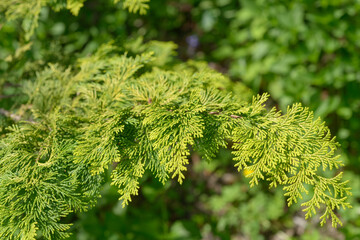 close-up of a coniferous branch with needles