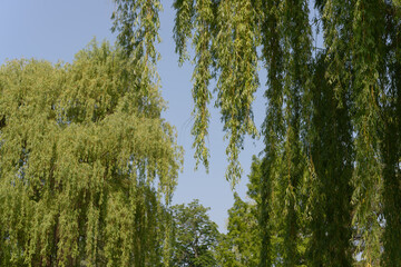 willow branches and sky in spring