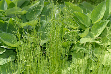 green grass and hosta leaves