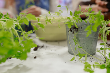 Fresh green seedlings growing from zinc pot on messy white table with soil traces.	Green sprouts...