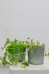 Zinc pots with lush green seedlings placed on minimal white chair, indoor lighting.	Two overflowing...