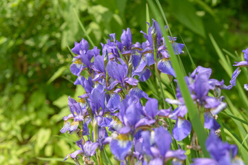 cluster of purple iris flowers surrounded by foliage