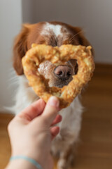 Heart-shaped snack held close to camera frames brown and white dog's nose. Focus highlights texture...