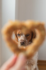Crispy heart-shaped snack in foreground blurs to reveal attentive dog with brown fur and white...