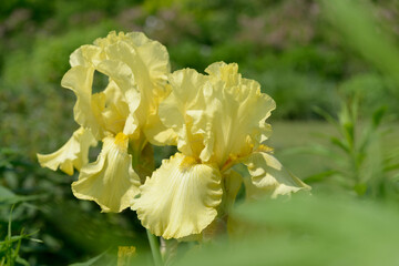two delicate yellow irises with frilly-edged petals on a defocused background