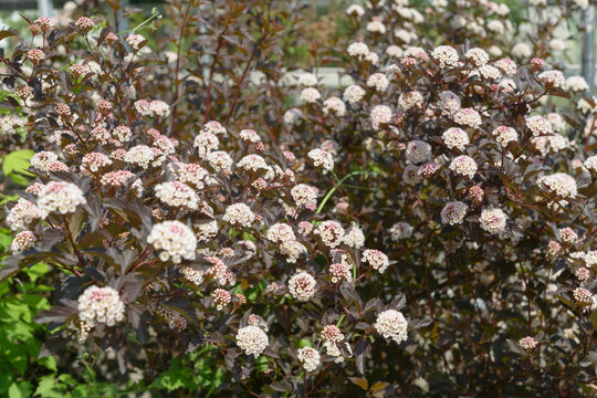common ninebark shrub in bloom