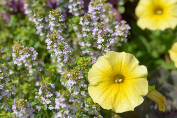 yellow petunia and flowering lemon thyme